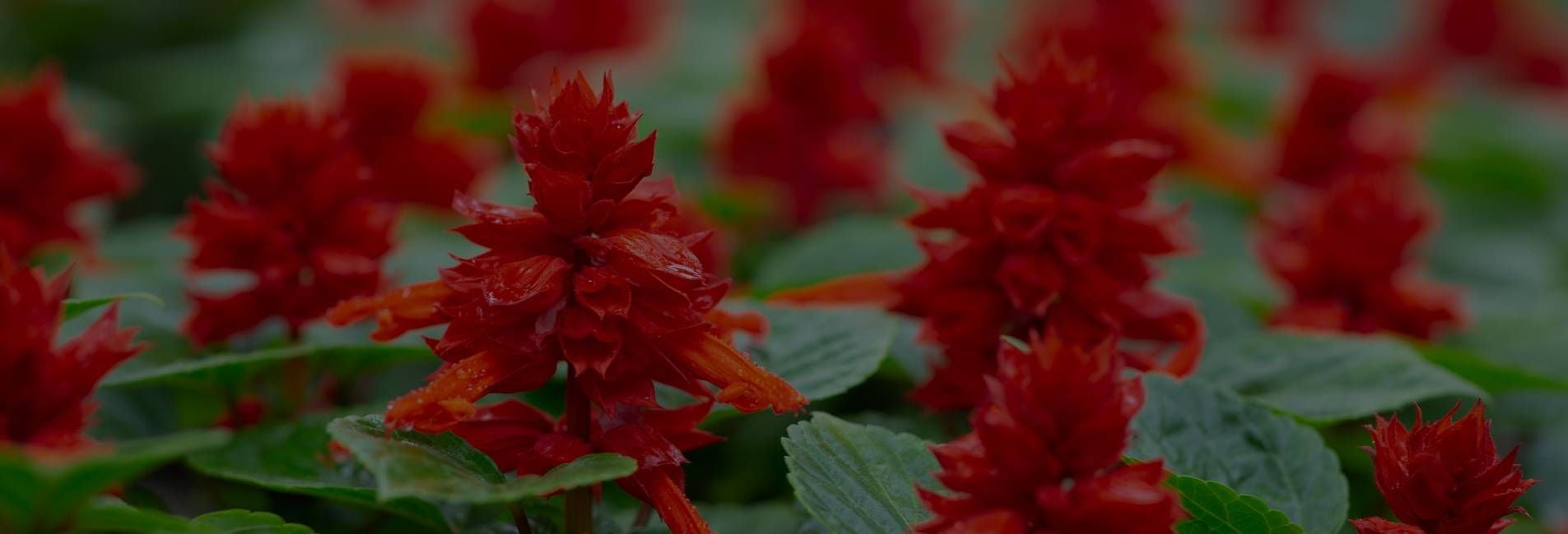 Estrategias de growth marketing para incrementar el crecimiento empresarial